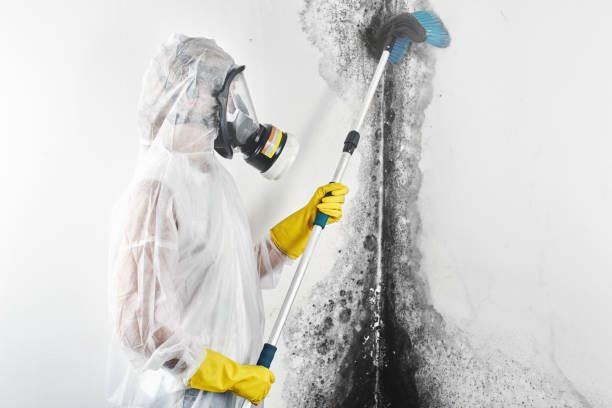 Best Commercial Mold Inspection  in Manchester, IA