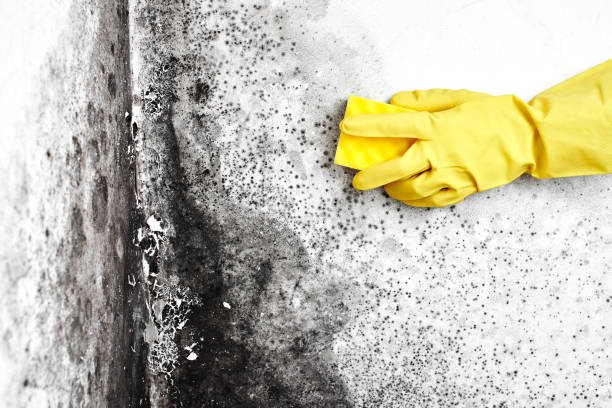 Best Mold Prevention Services  in Manchester, IA