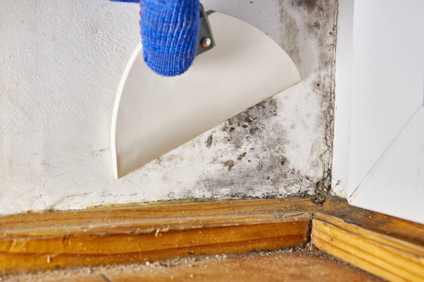 Best Dehumidification Services  in Manchester, IA