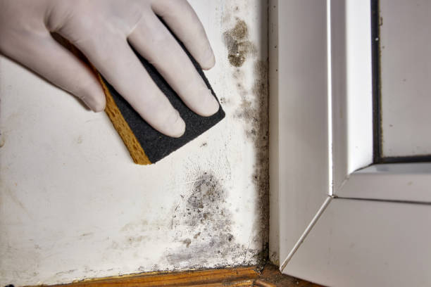 Manchester, IA Mold Removal Company